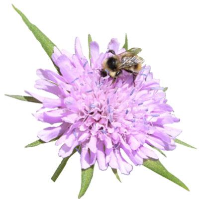 frei-scabiosa